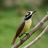 GREAT KESKADEE FLY CATCHER